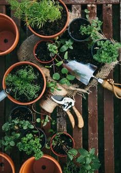 gardening